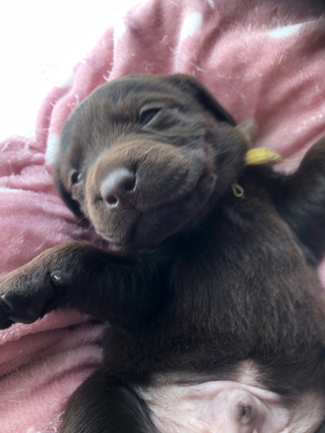 ラブラドールレトリーバー・ブリーダーズ｜ラブラドール・レトリーバー チョコ ♂（男の子） 長野県