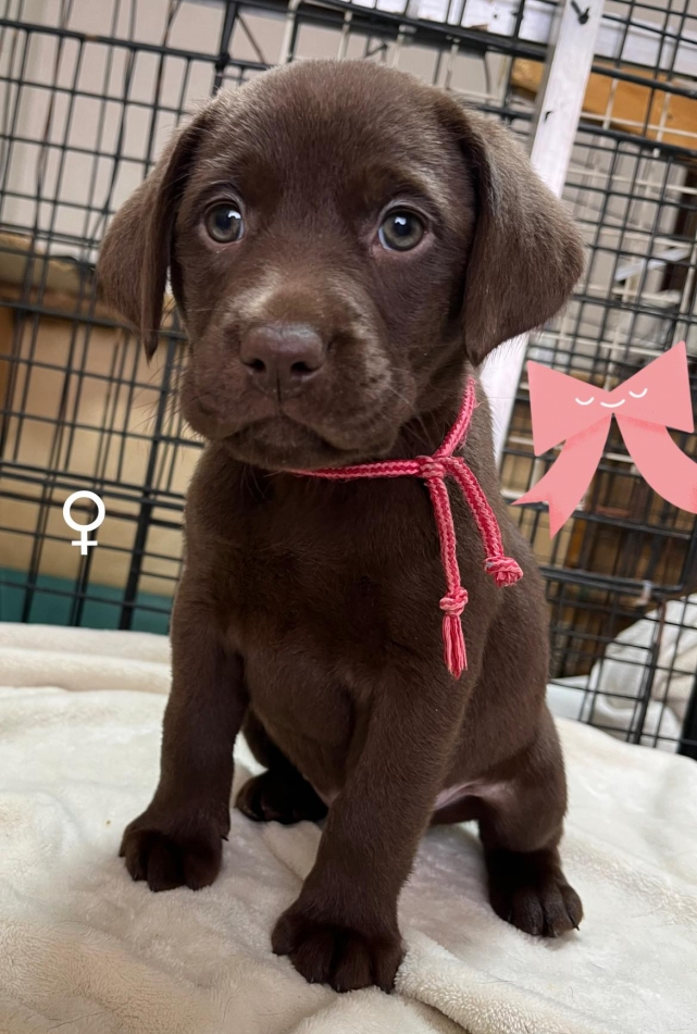 ラブラドールレトリーバー・ブリーダーズ｜ラブラドール・レトリーバー チョコ ♀（女の子） 長野県