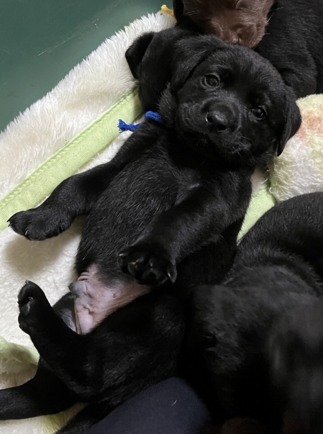 ラブラドールレトリーバー・ブリーダーズ｜ラブラドール・レトリーバー ブラック ♂（男の子） 長野県