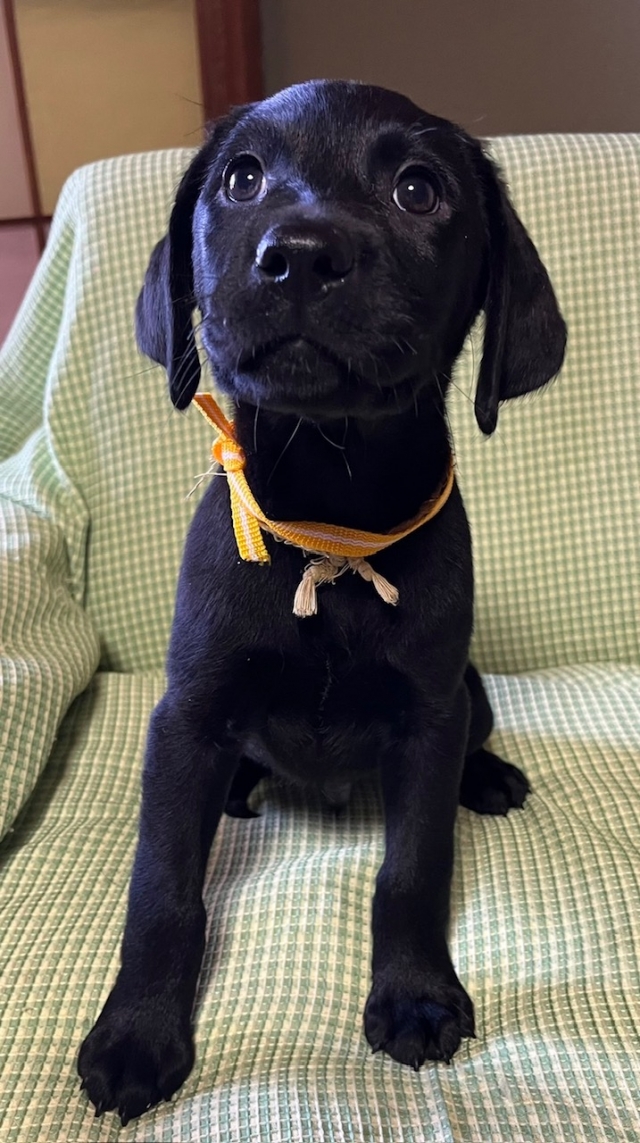 ラブラドールレトリーバー・ブリーダーズ｜ラブラドール・レトリーバー ブラック ♂（男の子） 長野県