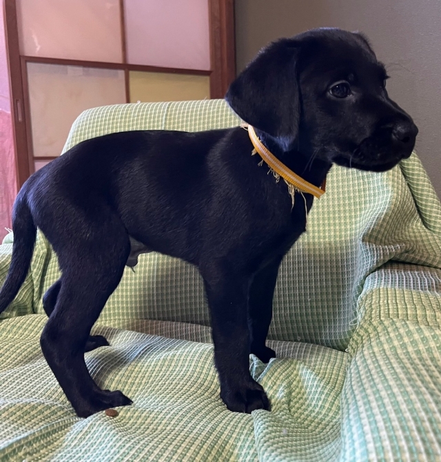 ラブラドールレトリーバー・ブリーダーズ｜ラブラドール・レトリーバー ブラック ♂（男の子） 長野県