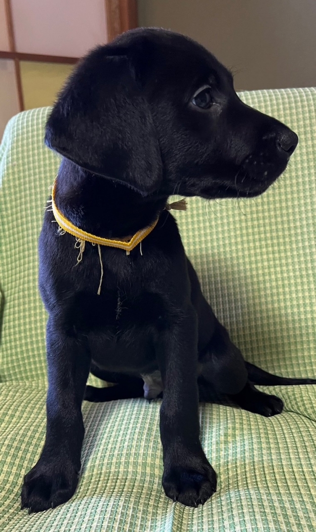 ラブラドールレトリーバー・ブリーダーズ｜ラブラドール・レトリーバー ブラック ♂（男の子） 長野県