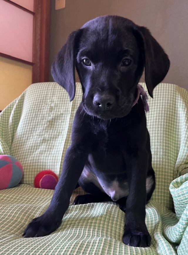 ラブラドールレトリーバー・ブリーダーズ｜ラブラドール・レトリーバー ブラック ♂（男の子） 長野県