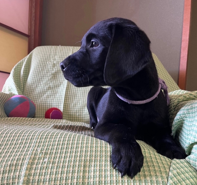 ラブラドールレトリーバー・ブリーダーズ｜ラブラドール・レトリーバー ブラック ♂（男の子） 長野県