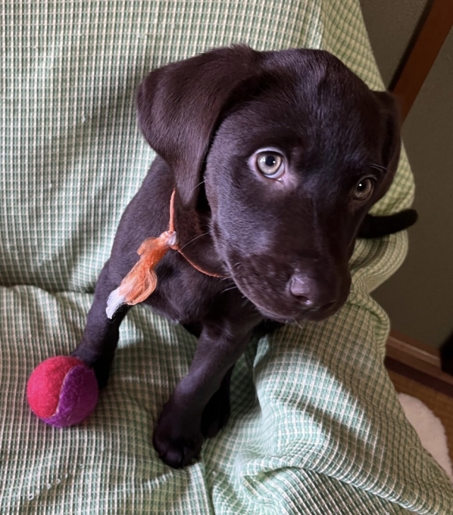 ラブラドールレトリーバー・ブリーダーズ｜ラブラドール・レトリーバー チョコレート ♀（女の子） 長野県