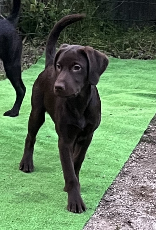 ラブラドールレトリーバー・ブリーダーズ｜ラブラドール・レトリーバー チョコ ♀（女の子） 長野県